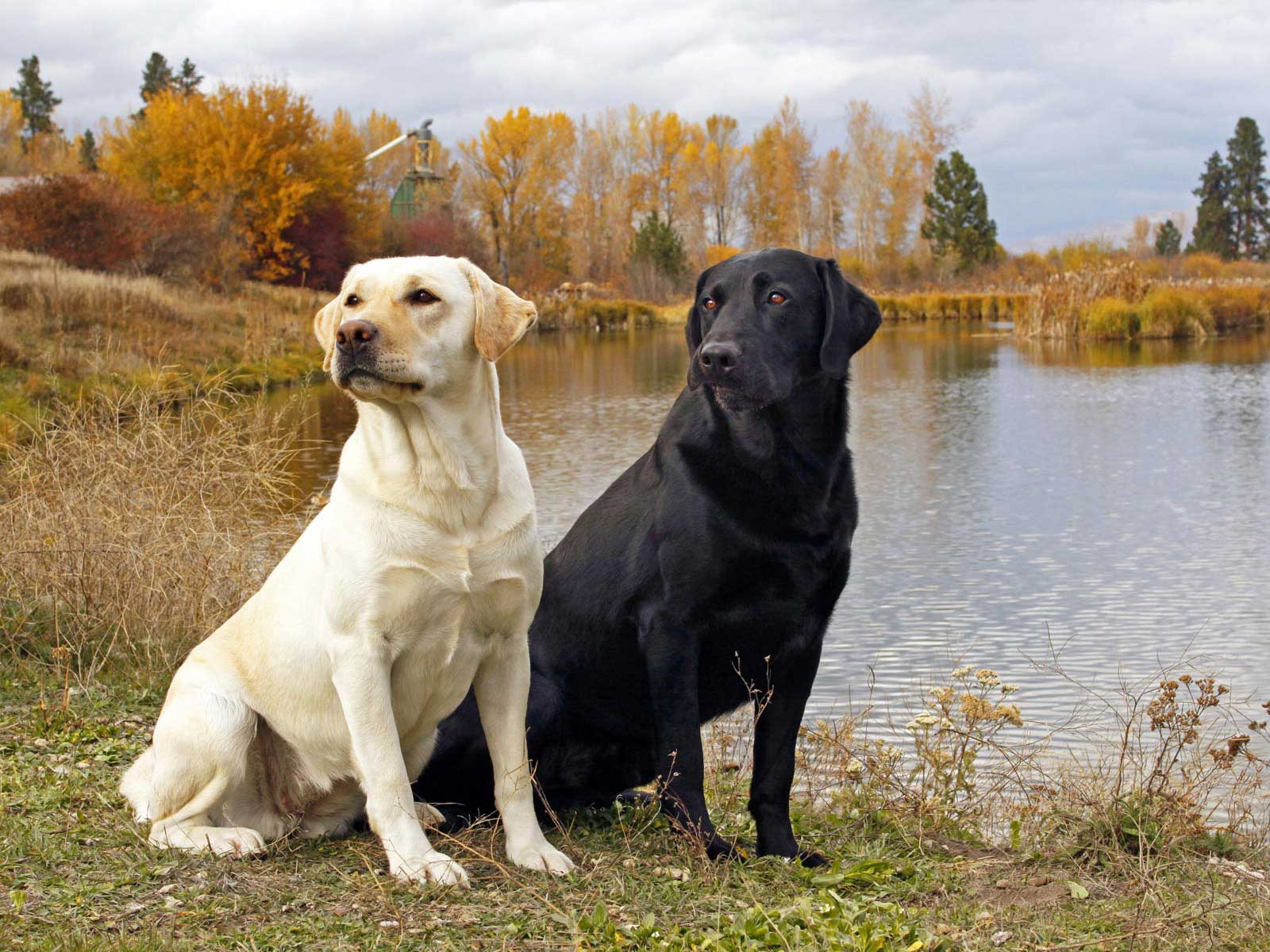 Black And White Labrador Retriever Pics