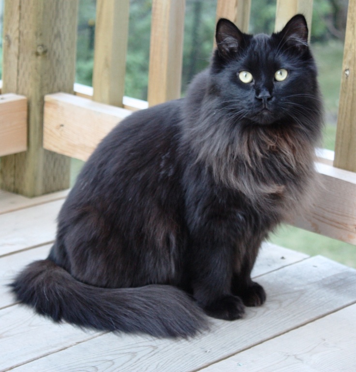 Black Maine Coon Pictures