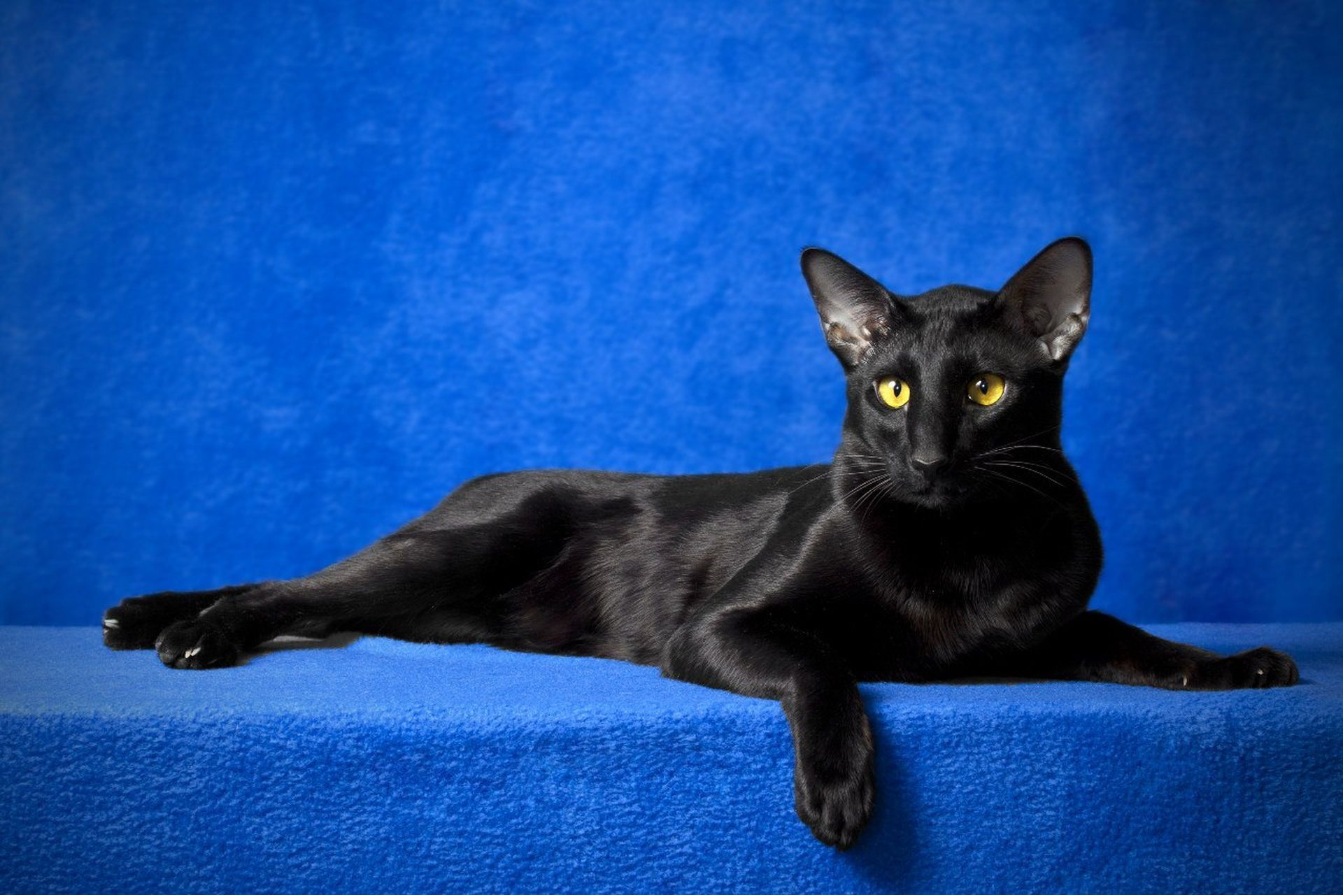 Black Oriental Cat Gallery