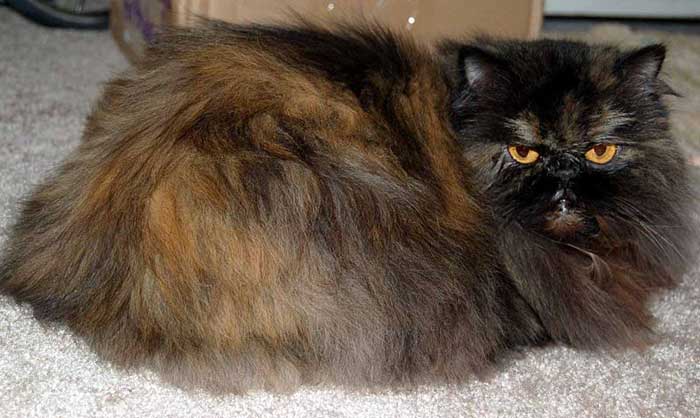 Black Persian Cat Pictures