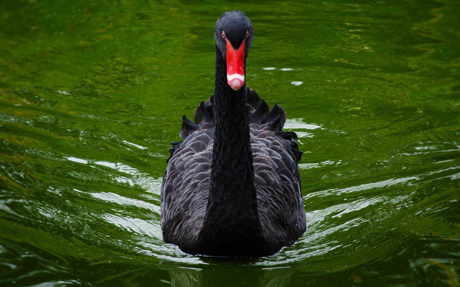 Black Swan Australian Birds Stills