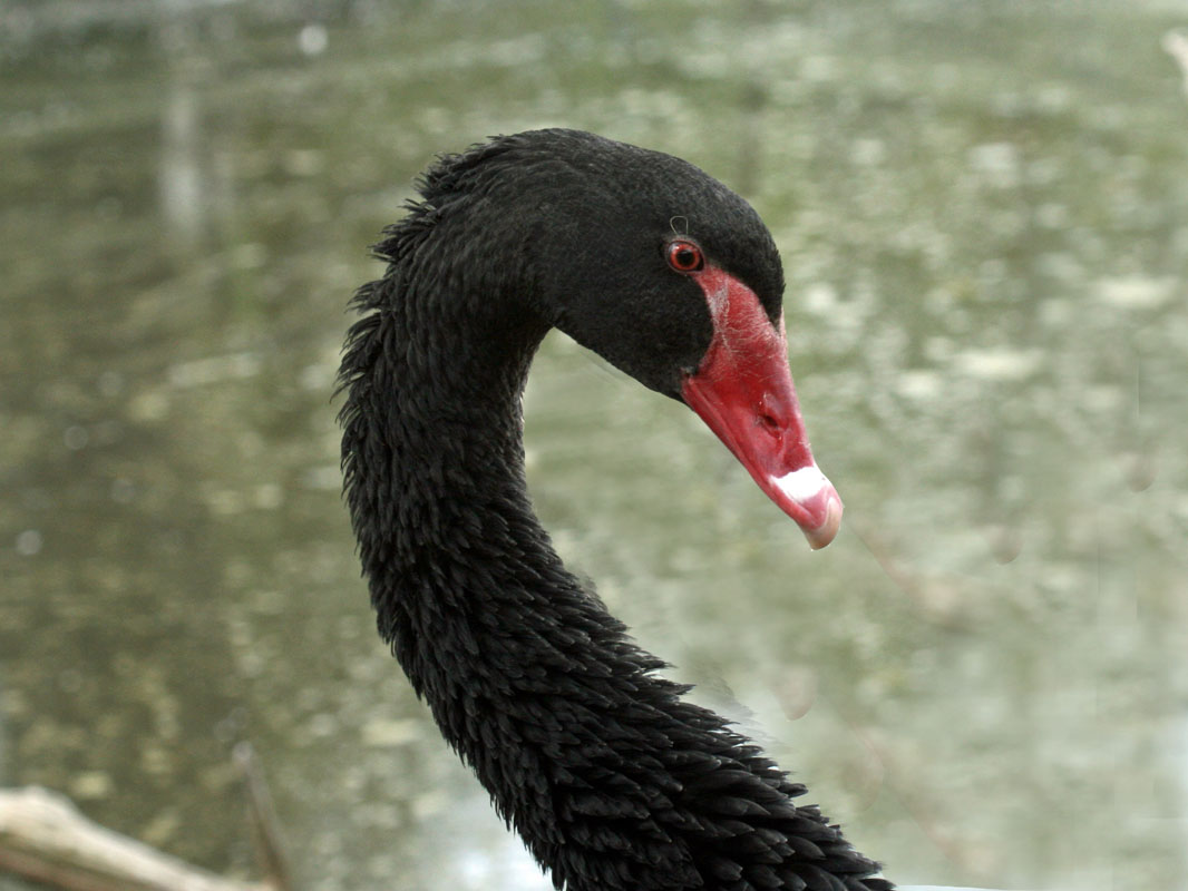 Black Swan Face Photos