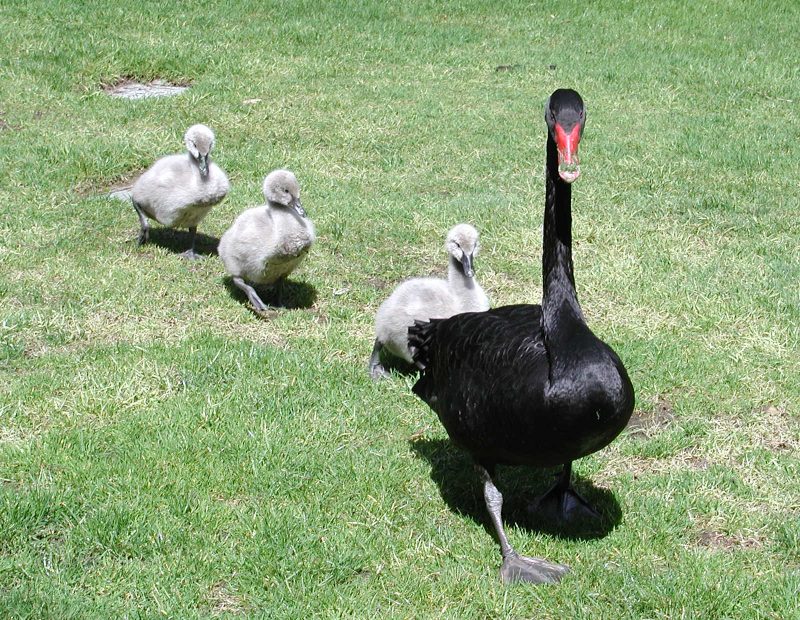 Black Swan Family Photos