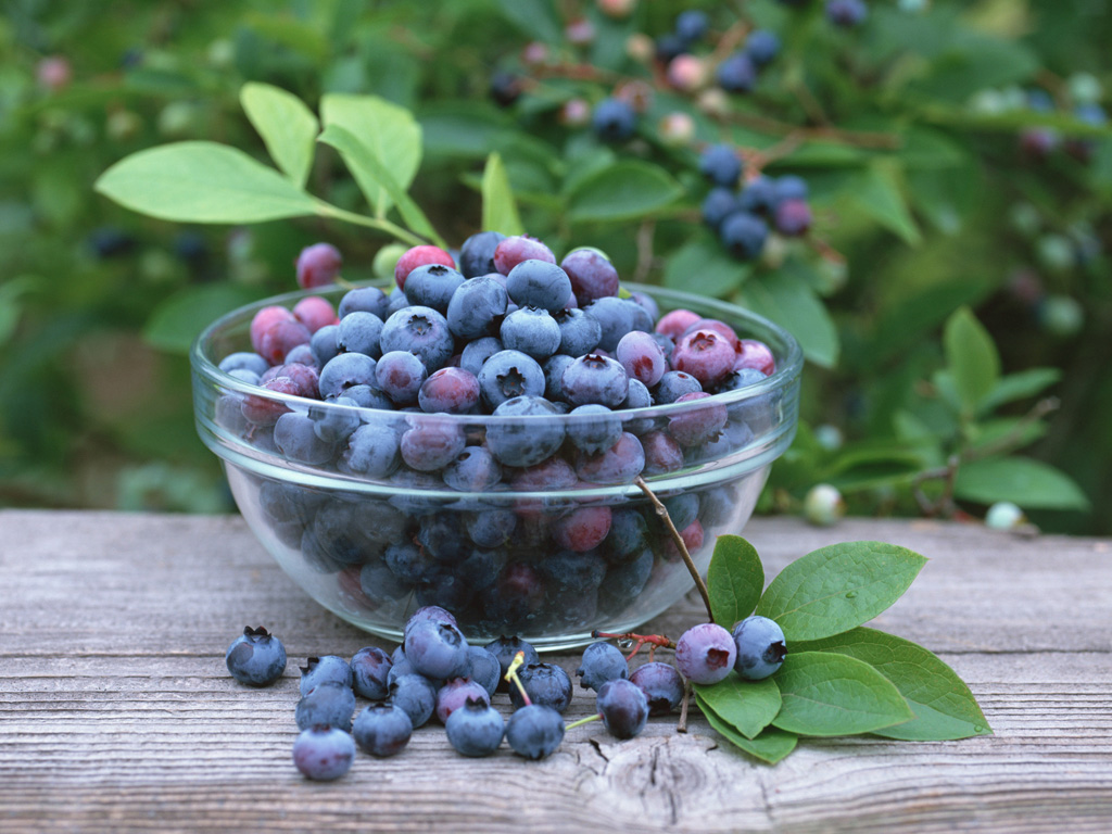 Blueberry Fruit Vegetable Photos