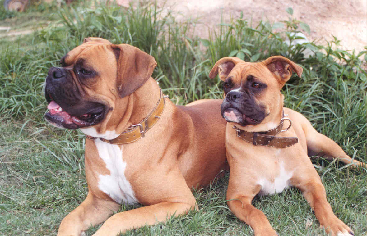Boxer Dog Family Photos