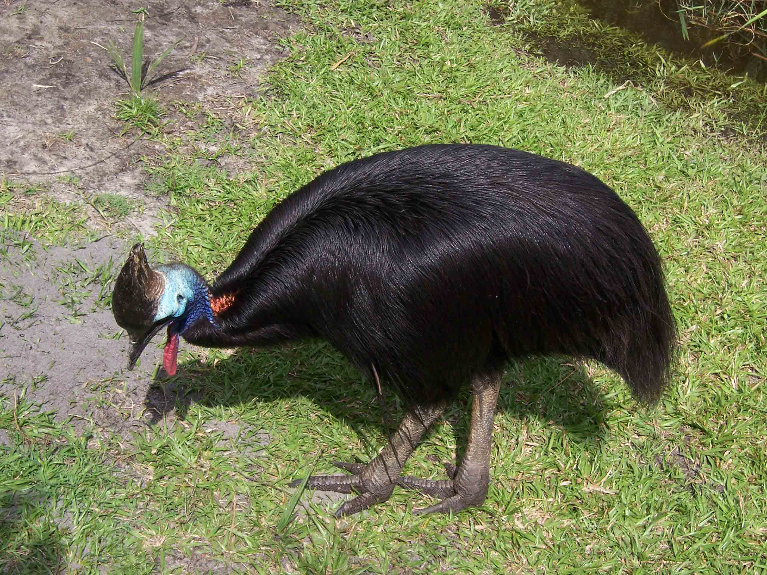 Cassowary Australian Birds Gallery