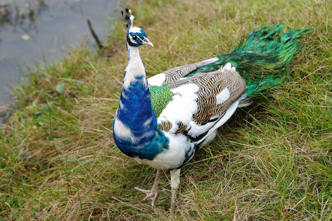Coolest Piebald Peacock Bird Photos