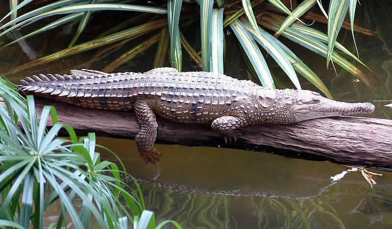 Crocodile Australian Animals Pictures