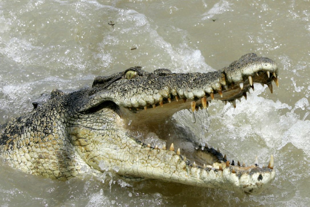 Crocodile Face Photos