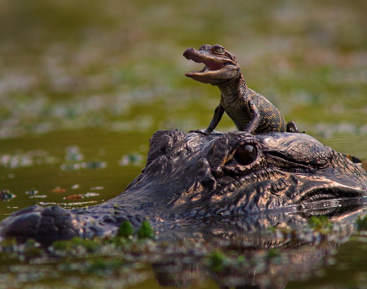 Crocodile Family Stills