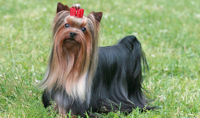 Cute-yorkshire Terrier Mackup Pictures