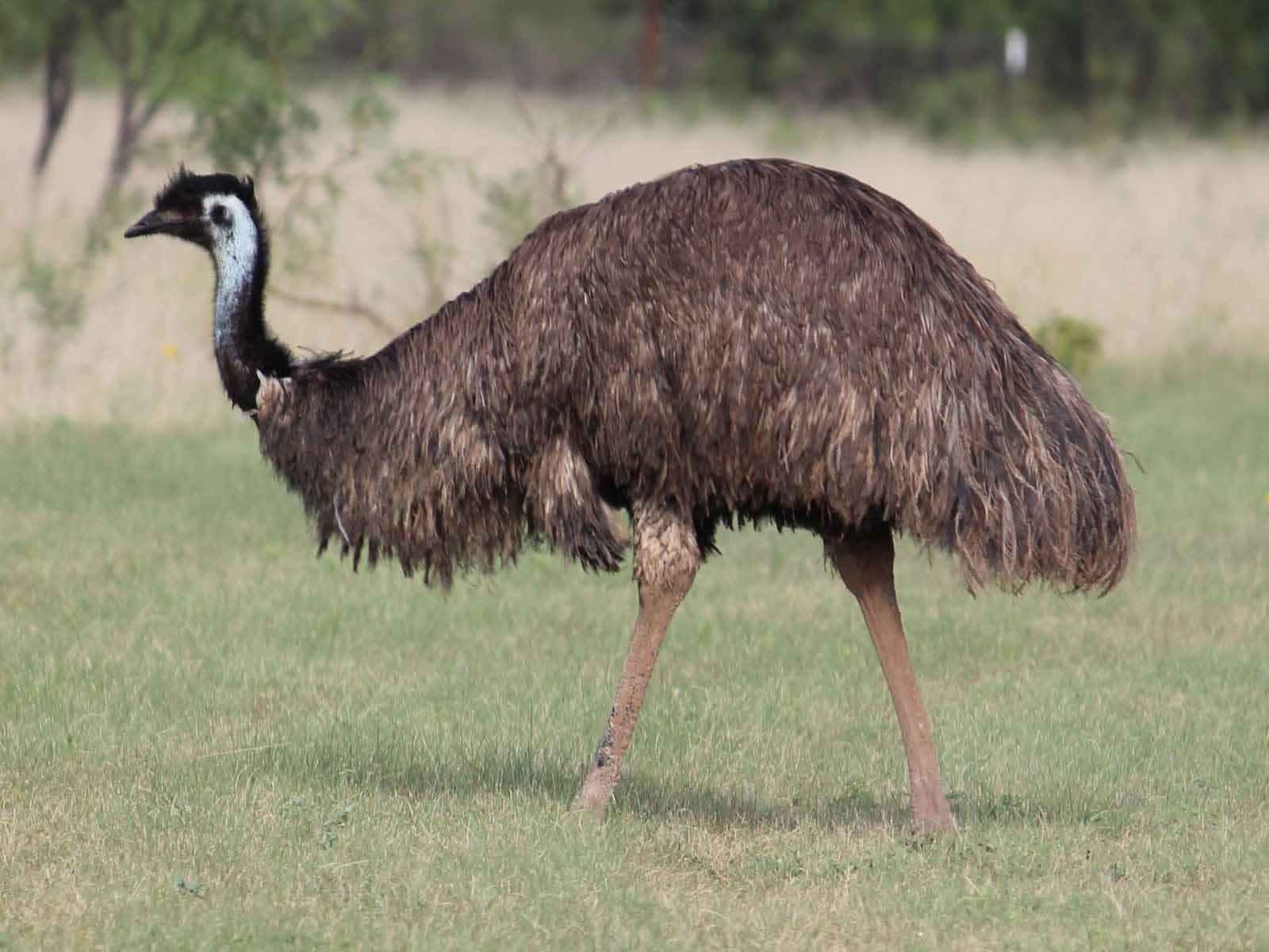 Emu Australian Birds Gallery
