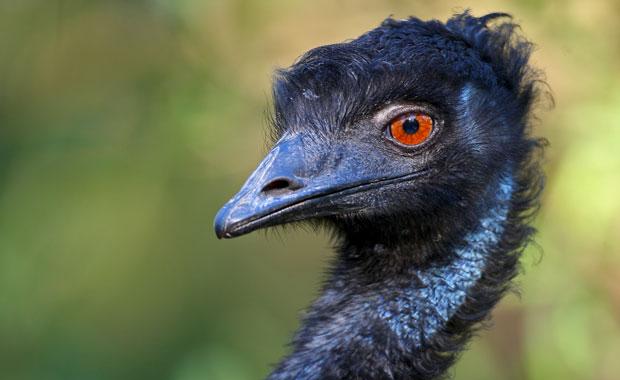Emu Face Wallpapers