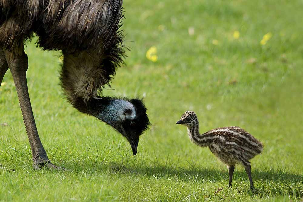 Emu Family Photos