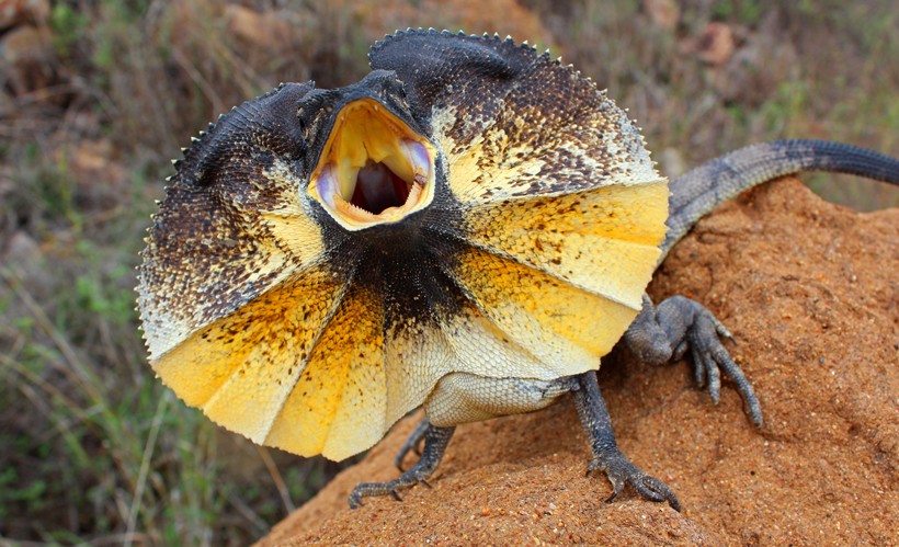 Frill Necked Lizard Angery Pics