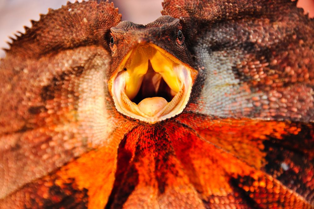 Frill Necked Lizard Face Photos