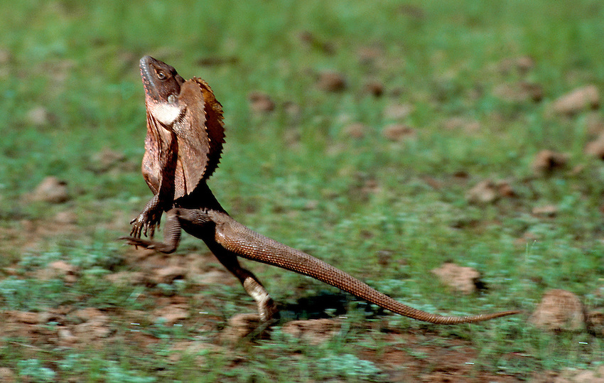 Frill Necked Lizard Run Time Photos