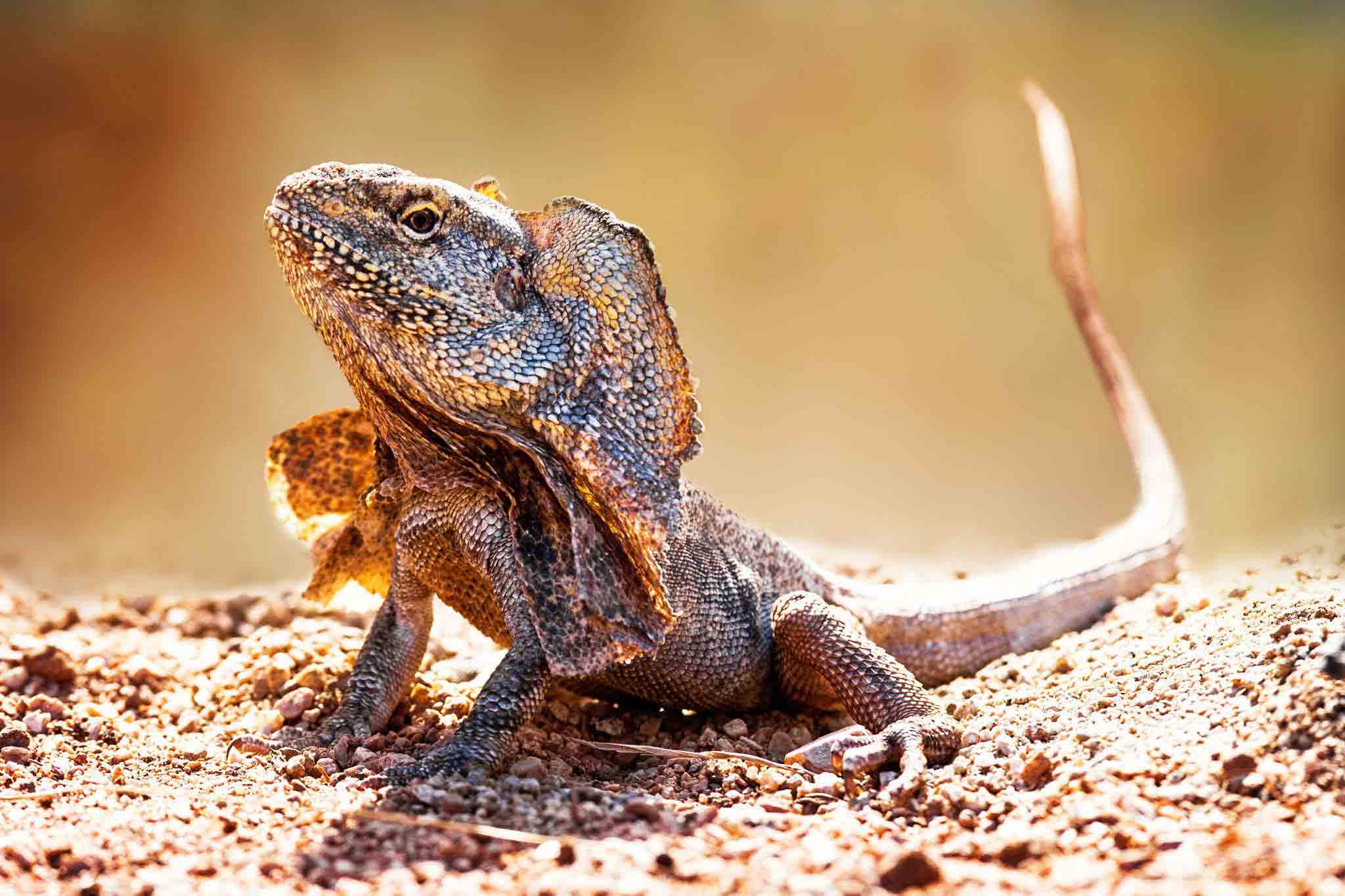 Frill Necked Lizard Wallpapers