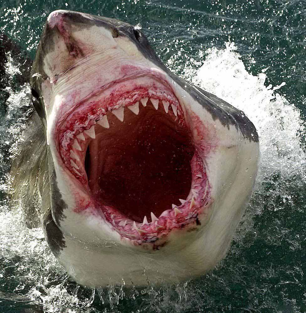 Great White Shark Face Photos