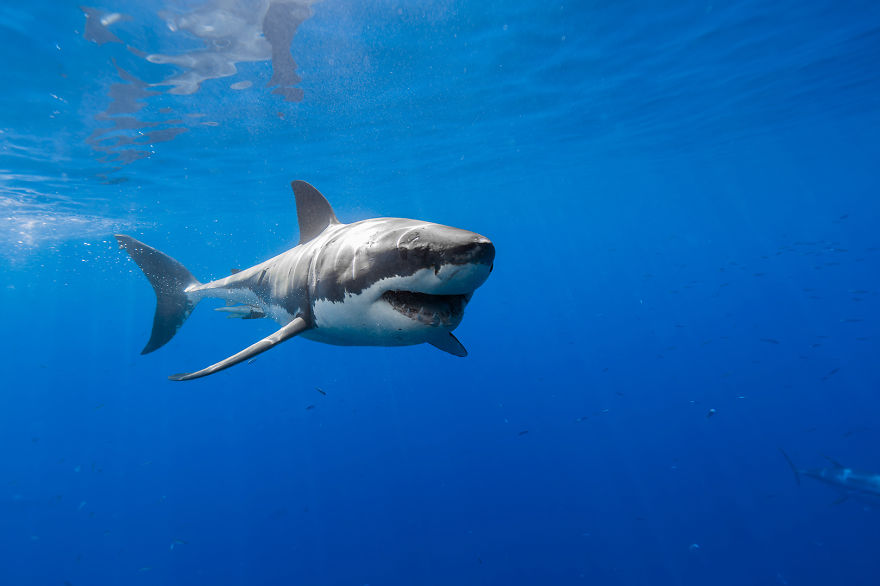 Great White Shark Wallpapers