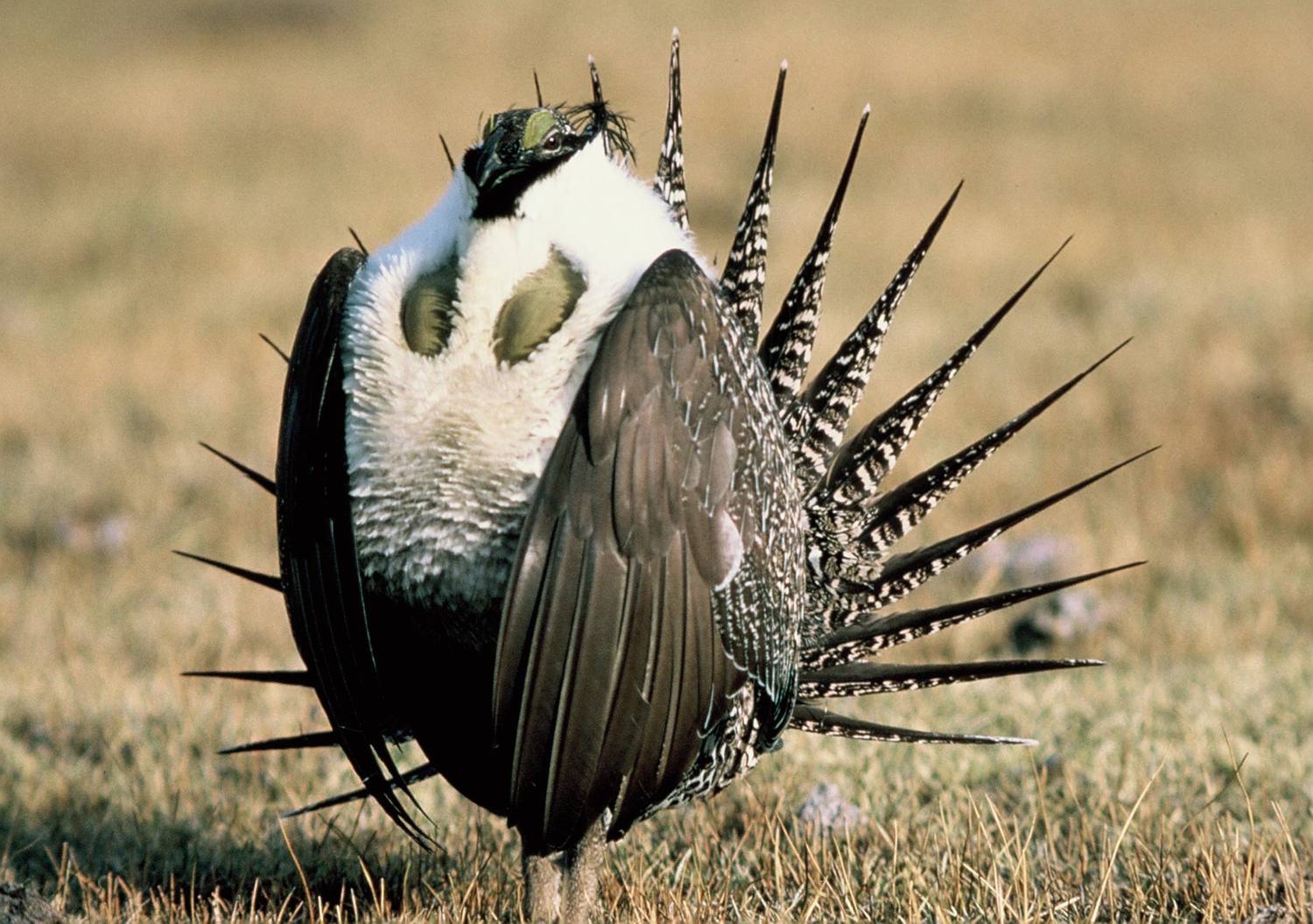 Greater Sage Grouse Bird Standing Pictures
