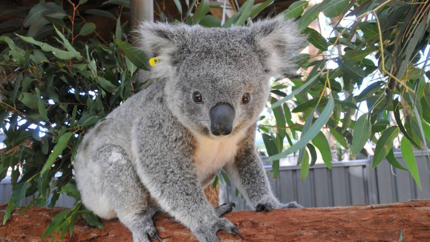 Koala Australian Animals Images