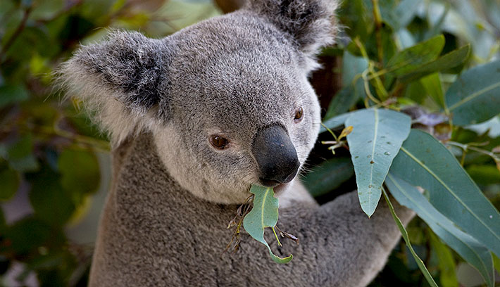 Koala Face Pictures