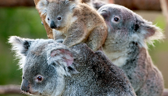 Koala Family Photos