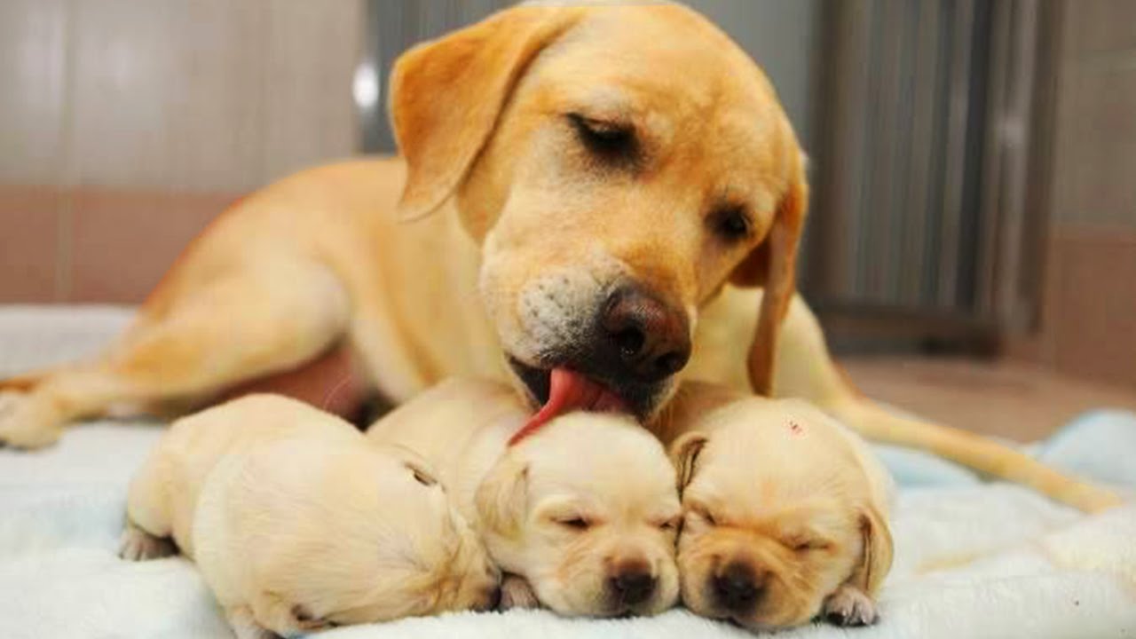 Labrador Retriever Family Photos