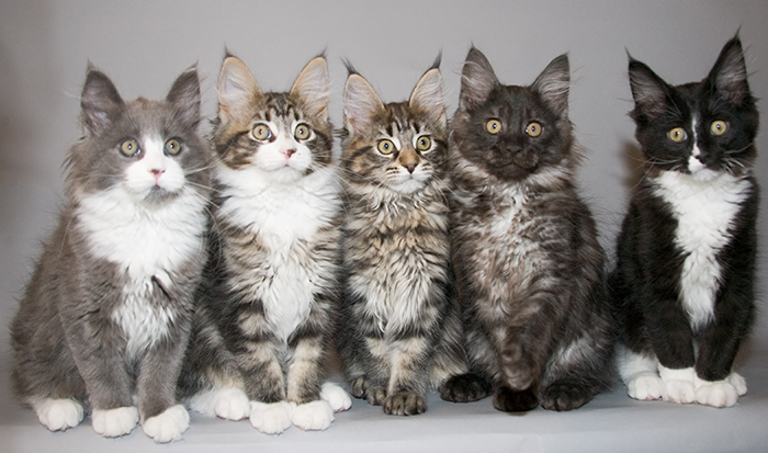 Maine Coon Cat Gallery