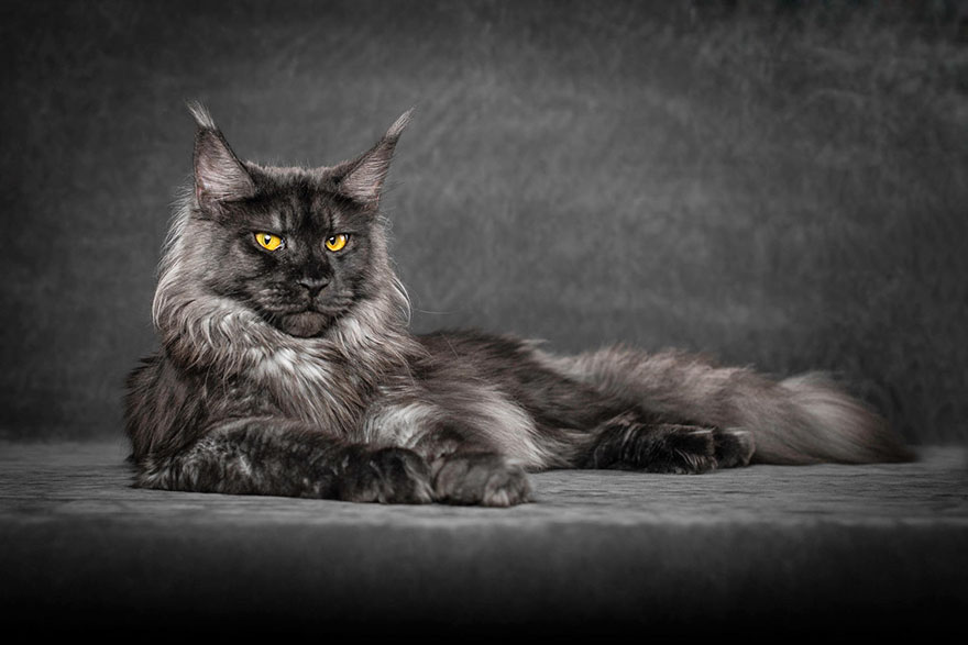 Maine Coon Cat Hd Wallpapers