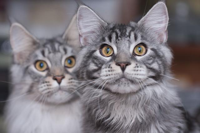 Maine Coon Face Pictures