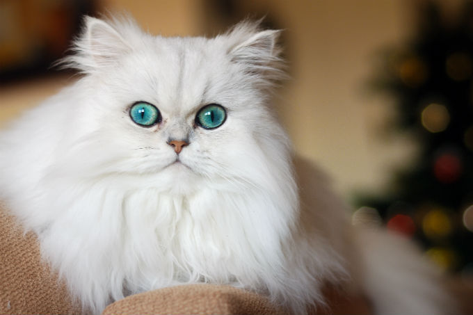 Persian Cat Face Photos