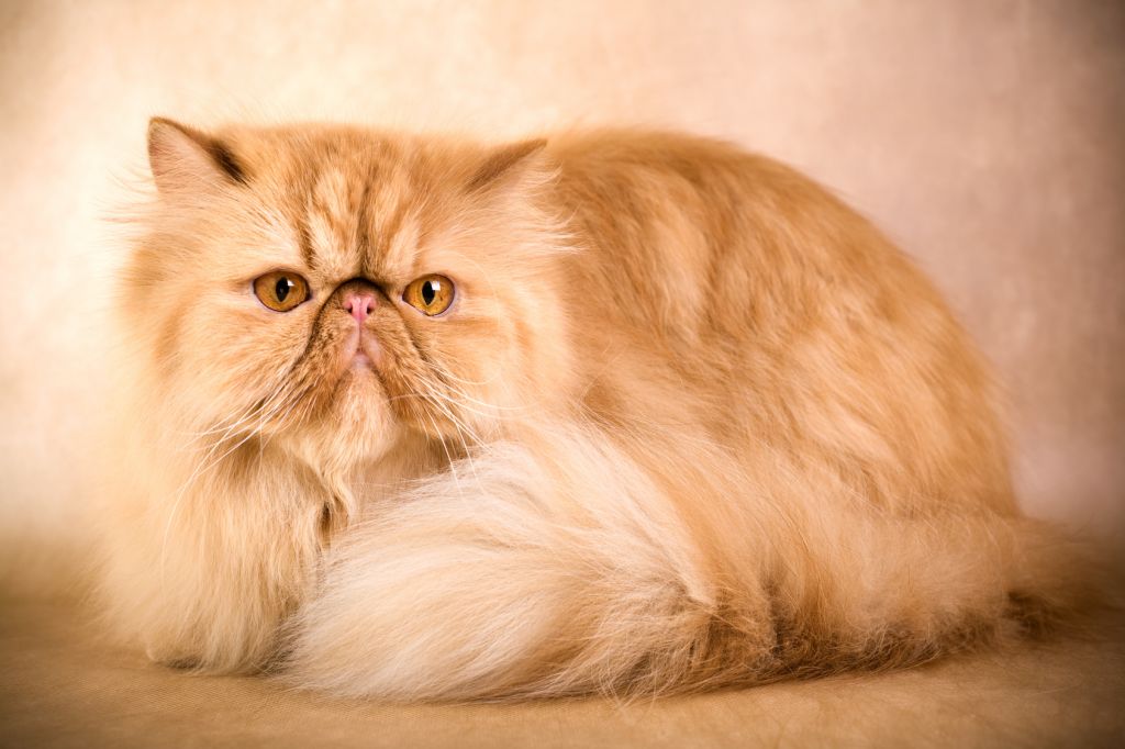 Persian Cat Stills