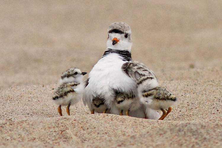 Piping Plover Bird With Chicks