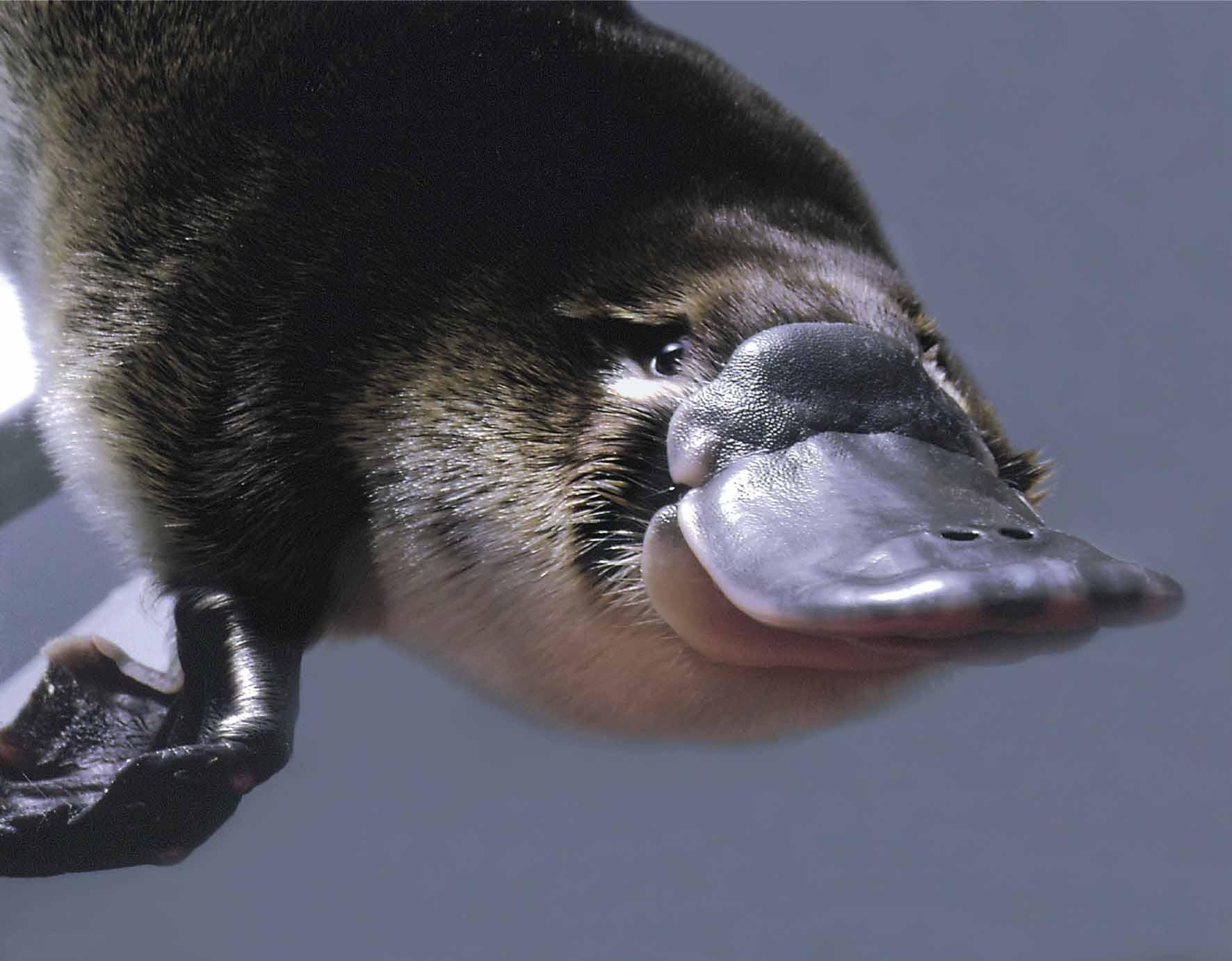 Platypus Face Photos