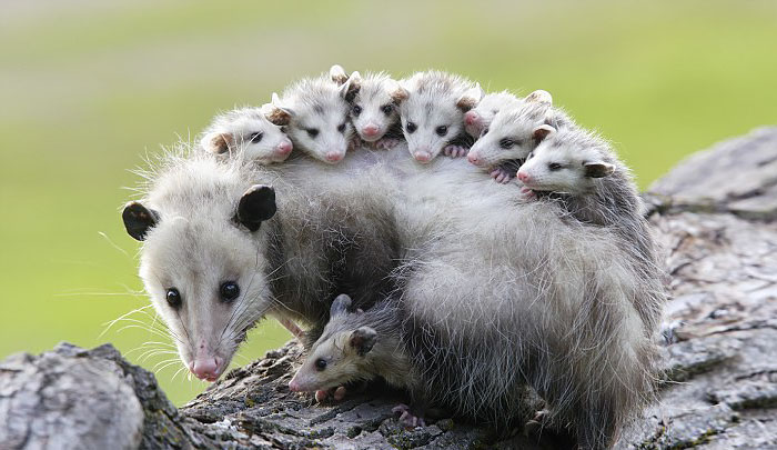 Possum Family Photos