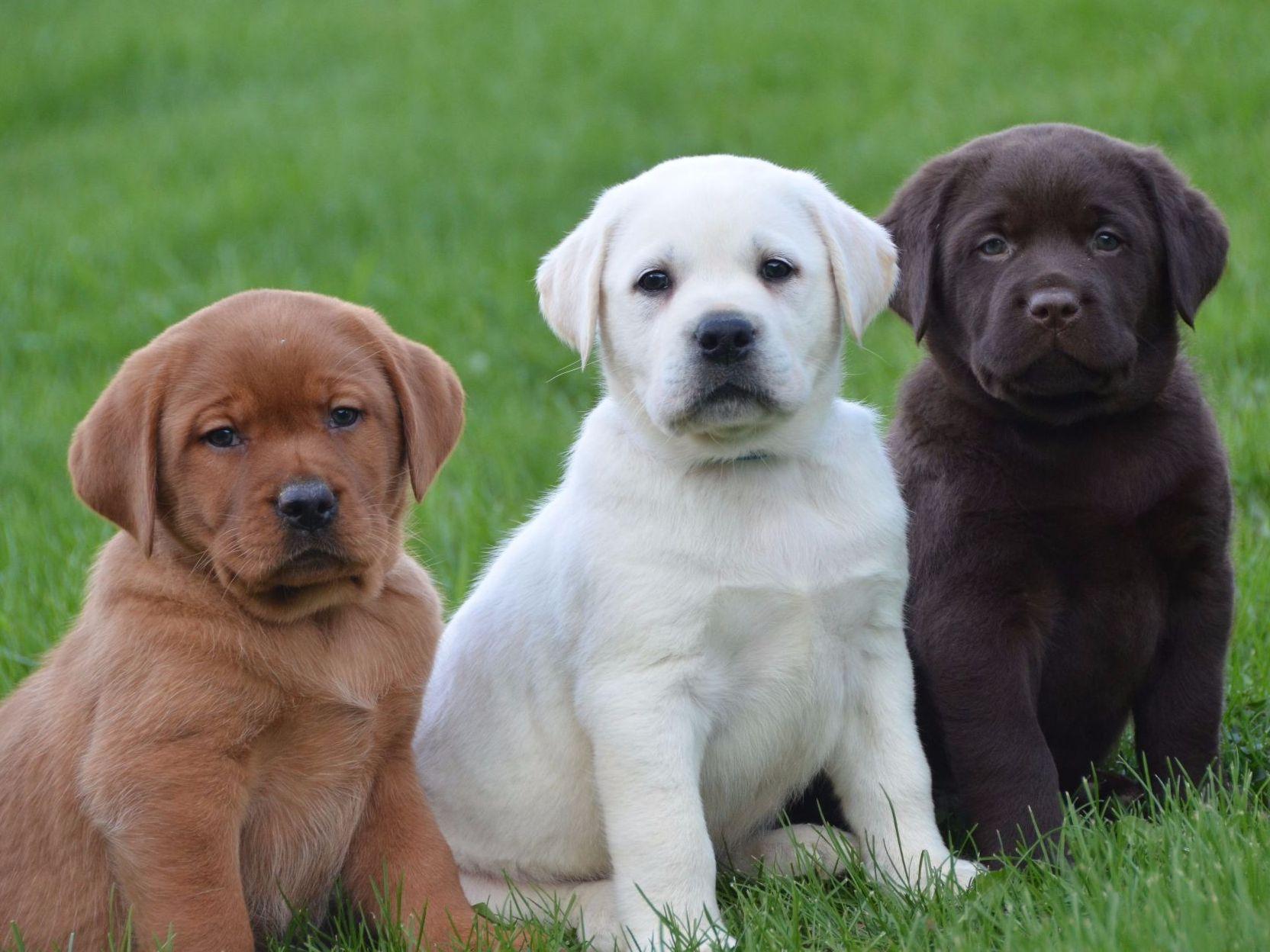 Puppies Labrador Retriever Pictures