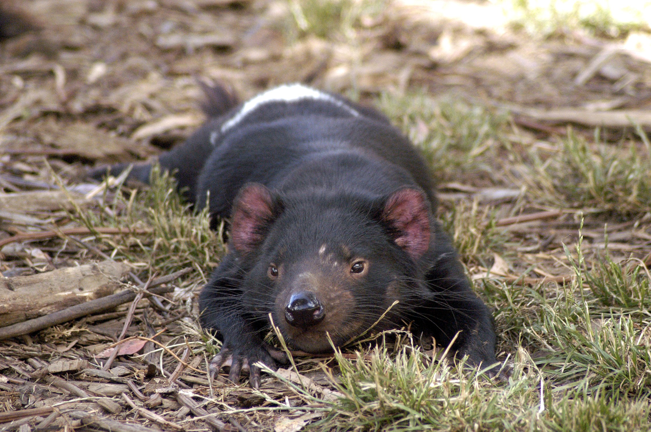 Tasmanian Devil Animal Pictures