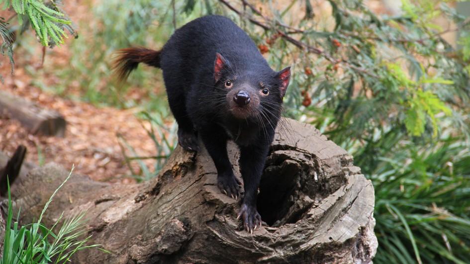 Tasmanian Devil Animal Standing Photos