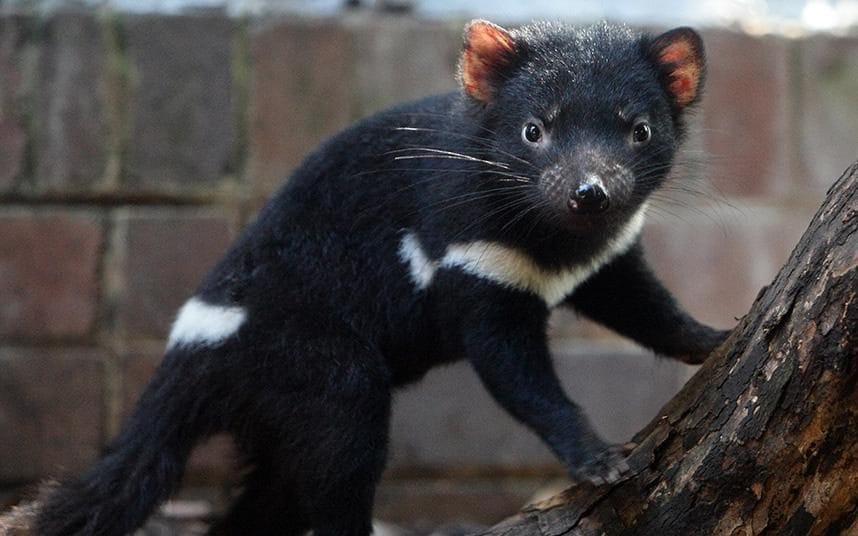 Tasmanian Devil Animal Stills