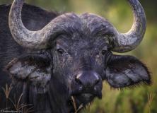 african buffalo pictures