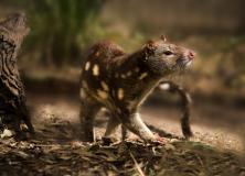 tiger quoll pictures