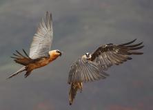 bearded vulture pictures
