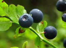 bilberry fruit pictures