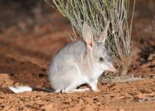 bilby animal pictures