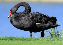black swan pictures