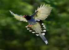 blue magpie bird pictures