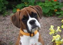 boxer dog pictures