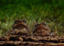 cane toad pictures